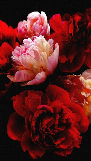 Romantic Flowers Images Screenshot 3