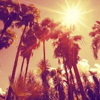 Palm Tree Wallpaper HD - collection 1