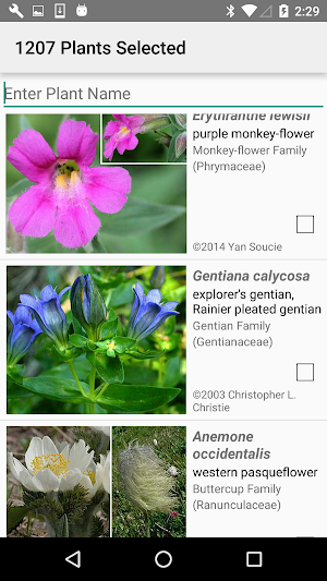 Glacier NP Wildflowers Screenshot 1