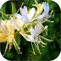 Lonicera Flower WalL