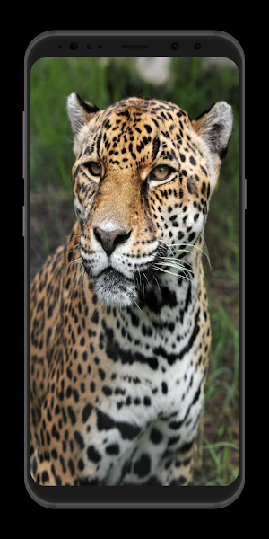 Leopard Wallpaper HD Screenshot 3