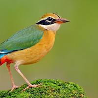 Pitta bird soundboard