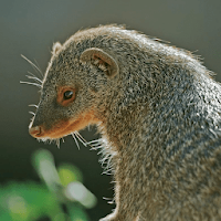Mongoose Sounds