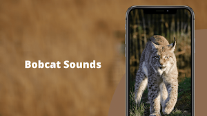 Bobcat Sounds Screenshot 0