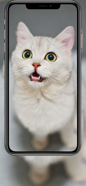 Wallpaper for Cat 4K Screenshot 1