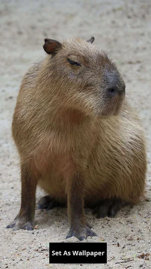 Capybara wallpaper Screenshot 1