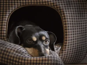 Dachshund wallpapers Screenshot 1