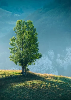 Nature Wallpaper Screenshot 2