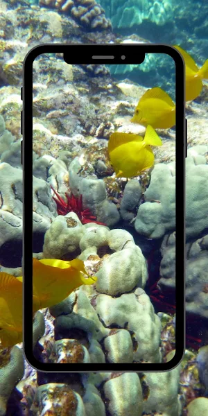 Fish Beautifull Wallpaper Screenshot 3