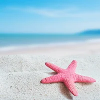 Starfish Wallpapers