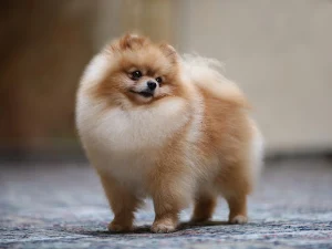 Best Pet Products Screenshot 0