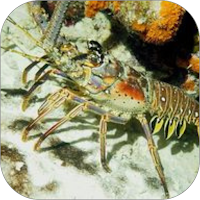 Udang Wallpaper Yi