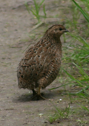 Quail Calling Sounds Screenshot 0