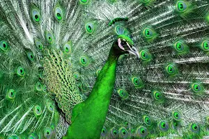 Peacock Wallpaper HD - group 1 Screenshot 1