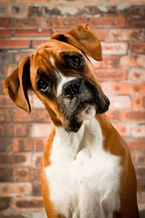 Boxer Dogs Wallpapers Screenshot 2