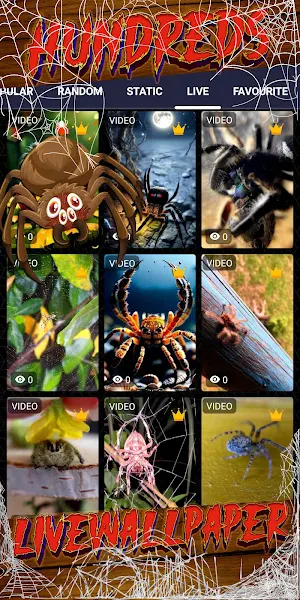 spider wallpaper Screenshot 2