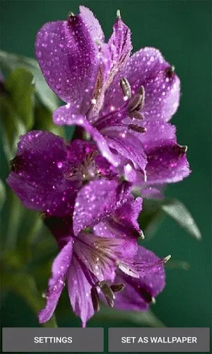 Purple Flowers Shine LWP Screenshot 0
