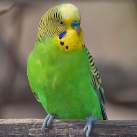 Parakeet Sounds