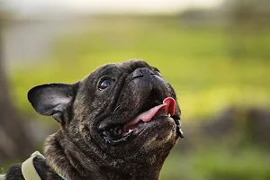 French Bulldog Wallpaper HD screenshot 7