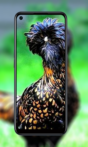 Wallpaper animal chicken HD Screenshot 0