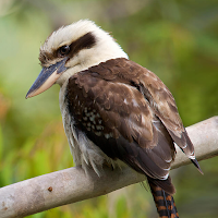 Laughing Kookaburra Sounds
