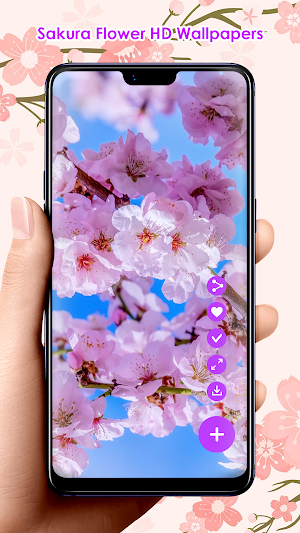 Sakura Flower HD Wallpapers Screenshot 2