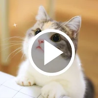 Cute Cat Video Wallpapers