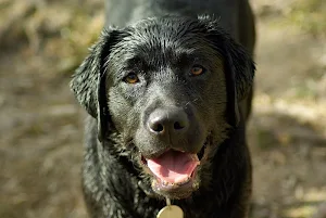 Labrador wallpapers Screenshot 3