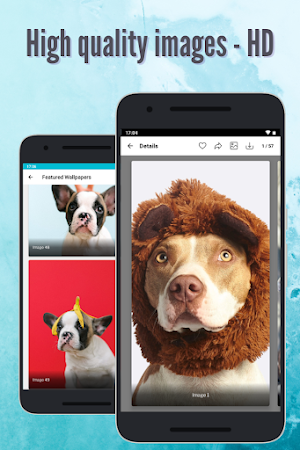 Pitbull Dog Wallpaper: Full HD Screenshot 2