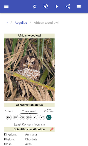Owls Screenshot 2