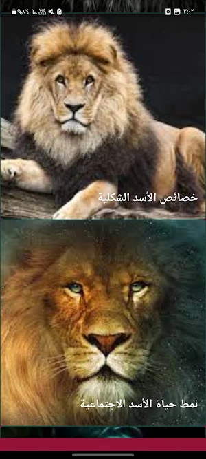 الأسد ملك الغابه Screenshot 2