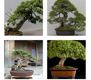 bonsai plants Screenshot 2