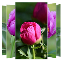Peonies Flower Wallpapers