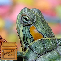 cute turtle wallpaper