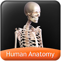HumanAnatomy-SkeletalSystem