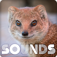 Mongoose Sound Ringtones