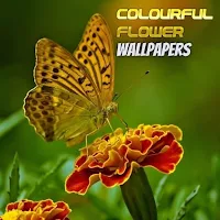 Mix Colourful Flowers Live Wallpaper