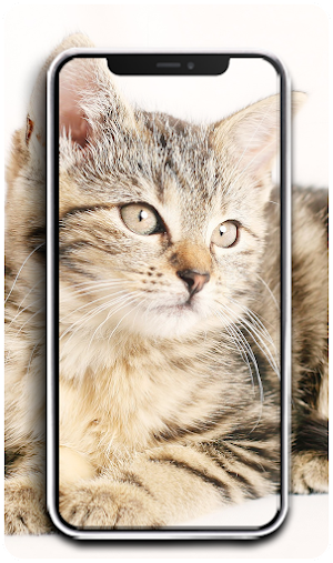 Cute Cat and Dog Wallpapers HD Screenshot 2