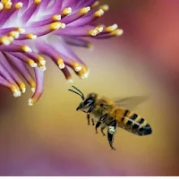 Bee Natural