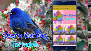 Kumpulan Suara Burung Terindah Screenshot 3