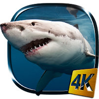 Shark 4K Live Wallpaper