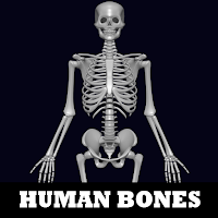 Human Bones