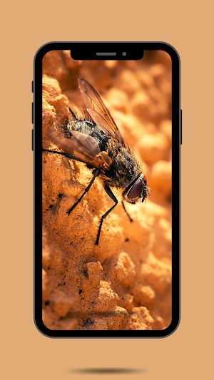 Fly Ringtone and sound Screenshot 1