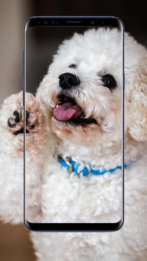 Poodle Dog Wallpapers Screenshot 1