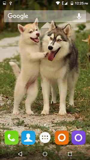 Siberian Husky Dog Wallpapers Screenshot 3