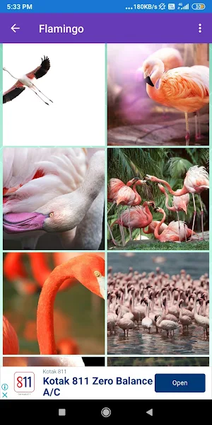 Duck, Flamingo, Parrot, Pigeon Wallpapers Screenshot 2