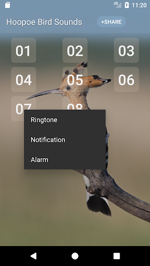 Hoopoe bird song Screenshot 1