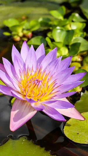 Flowers Wallpapers Screenshot 2