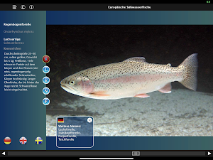 Europäische Süßwasserfische Screenshot 3