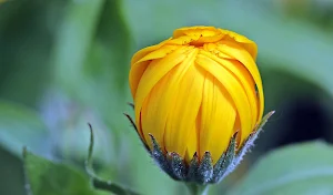 Marigold Flower Wallpapers Screenshot 3